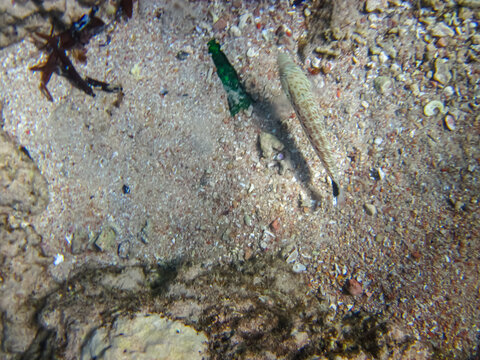 Parapercis in the expanses of the coral reef of the Red Sea