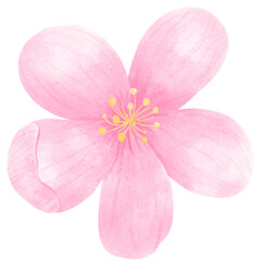 Sakura Flowers 