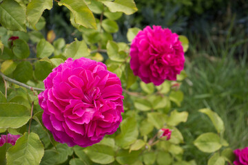 Deep pink Rose English fragrance
GABRIEL OAK (Auscrowd) English Shrub Rose Bred By David Austin. 
