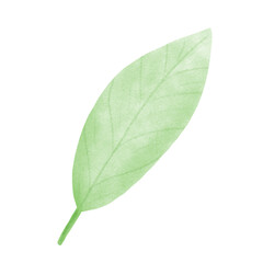 Sakura Flowers  leaf 