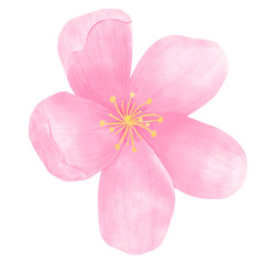 Obraz premium Sakura Flowers 