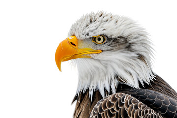American Bald Eagle on Transparent Background