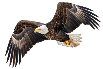 American Bald Eagle on Transparent Background