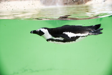 Penguin swimming in the aquarium.