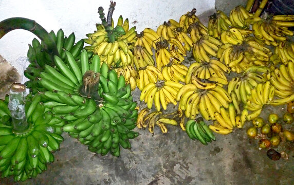 Vibrant hues of green and yellow bananas adorn a cozy home space in Uganda, a picturesque representation of the country's rich agricultural heritage and vibrant cultural tapestry