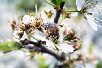 Blossom feeder (Epicometis hirta) on blooming bush of blackthorn (Prunus spinosa) in forest-steppe zone of Ciscaucasia. Feeds on buds and flowers
