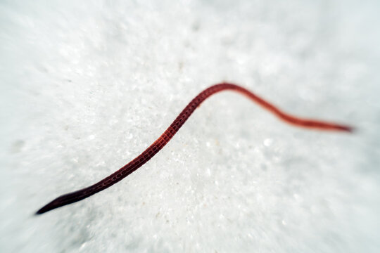 A dung worm Eisenia crawls through the snow. These worms are very tenacious and wake up early in the spring. Macro