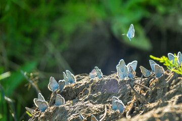 Abundance of butterflies in wet areas: Large blue (Maculinea arion), Common blue (Lycaena icarus)...