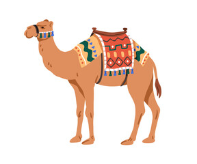 Arabian camel, desert domestic bedoin animal decorated with textile saddle. Arabic mammal profile, standing with traditional fabric decor on hump. Flat vector illustration isolated on white background