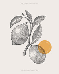 Lemon. Fruit on a branch with leaves in engraving style. Botanical illustrations. The concept of organic food. Hand-drawn illustrations.