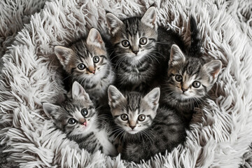 Naklejka na ściany i meble Five little kittens cuddling on a round plush rug, capturing a moment of innocent charm, AI Generative.