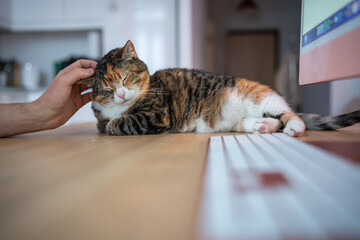 Lazy cat lying on desk next to computer keyboard. Person strokes sleepy fat pet. Pleasant working...