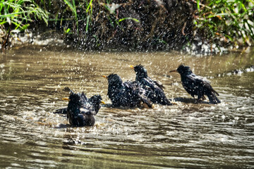 Starlings bathe in a road puddle at noon on a hot day with a sharp sun. Spray flying
