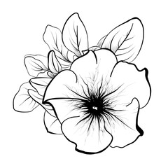 illustration of a petunia flower vector drawing by hand - obrazy, fototapety, plakaty