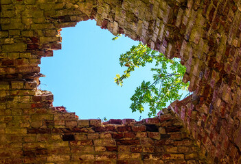 Through the ruined domed vault, one can see the sky and a green whitebeam. Attractiveness and...