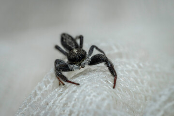 White-flecked Crevice-dweller (Ocrisiona leucocomis), Shoalhaven Heads, NSW, January 2024