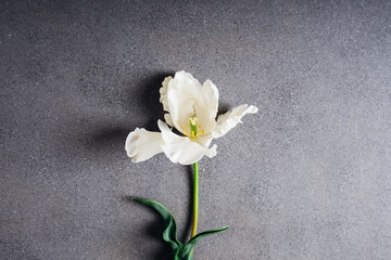 Floral composition with beautiful white tulip in full bloom on grey concrete background, top view. Copy space for text. Minimalist flat lay with spring blooms.