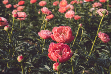 Beautiful Coral Charm peony flowers bloomng in the garden. Natural summer flowery background.