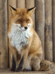 red fox portrait