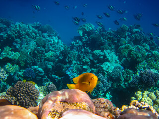 Beautiful fish in the expanses of the coral reef of the Red Sea
