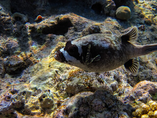 Beautiful fish in the expanses of the coral reef of the Red Sea