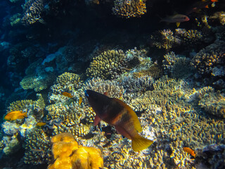 Fototapeta na wymiar Beautiful fish in the expanses of the coral reef of the Red Sea
