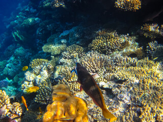 Beautiful fish in the expanses of the coral reef of the Red Sea