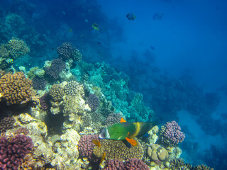Beautiful fish in the expanses of the coral reef of the Red Sea
