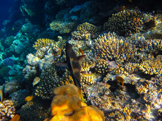 Beautiful fish in the expanses of the coral reef of the Red Sea