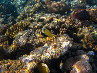 Beautiful fish in the expanses of the coral reef of the Red Sea