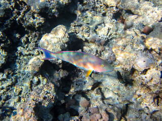 Beautiful fish in the expanses of the coral reef of the Red Sea