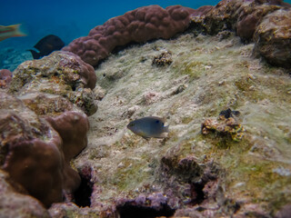 Beautiful fish in the expanses of the coral reef of the Red Sea