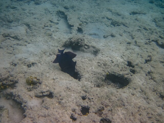 Beautiful fish in the expanses of the coral reef of the Red Sea