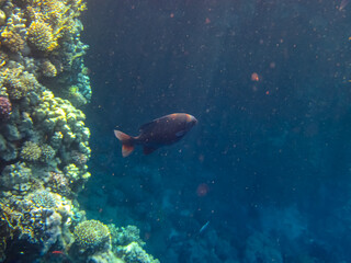 Beautiful fish in the expanses of the coral reef of the Red Sea
