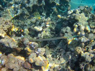 Beautiful fish in the expanses of the coral reef of the Red Sea