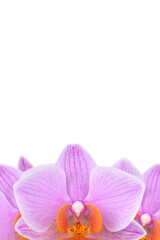 Pink orchid flowers isolated on transparent background, copy space.