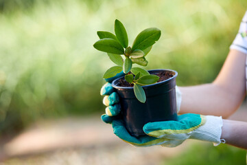 Environment Earth Day In the hands of tree growing.