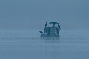 Fototapeta premium Kormorany nad wodą we mgle