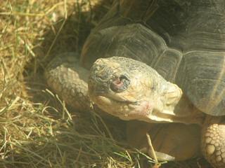 African spurred tortoise (Geochelone sulcata)
