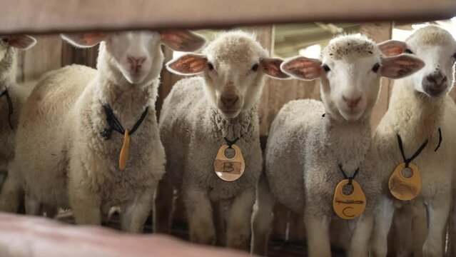 the cute thing is that the lambs are lining up