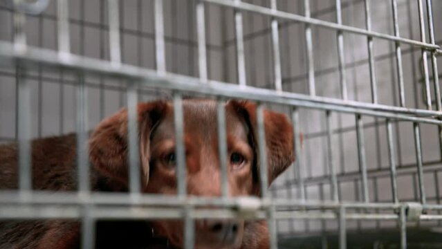 Dog in animal shelter waiting for adoption. Homeless dog in cages.