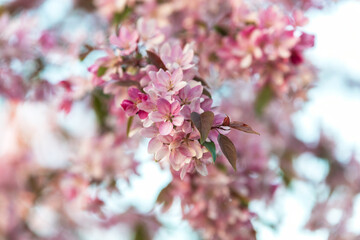 Spring blooming tree branch with pink flowers - 728347885
