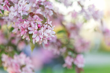 Spring blooming tree branch with pink flowers - 728348011