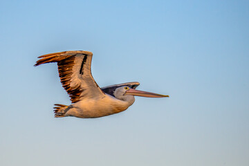 Pelican flying in the blue sky in the sunset light