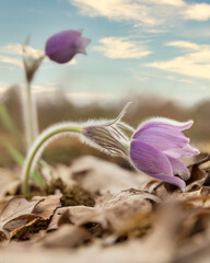 Beautiful wild pasque flowers in the spring forest - 728348676