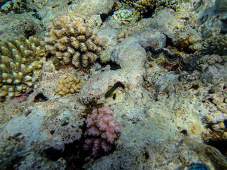 A fabulously beautiful coral reef and its inhabitants in the Red Sea