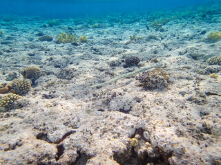 A fabulously beautiful coral reef and its inhabitants in the Red Sea