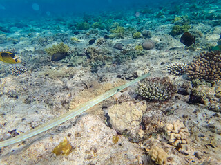 A fabulously beautiful coral reef and its inhabitants in the Red Sea