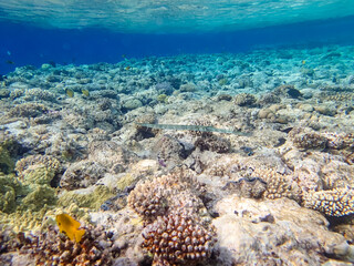 A fabulously beautiful coral reef and its inhabitants in the Red Sea