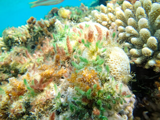 A fabulously beautiful coral reef and its inhabitants in the Red Sea